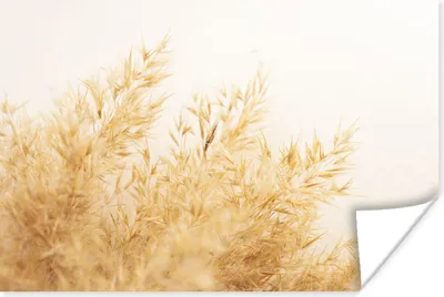 Produktbild von MuchoWow® Poster Pampasgras - Sonne - Gras 180x120 cm - Fotoplakat