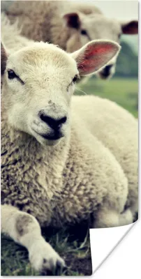 Produktbild von MuchoWow® Poster Schaf - Lamm - Gras 60x120 cm - Wandschmuck