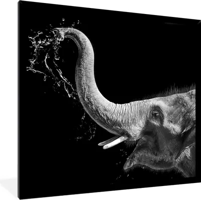 Produktbild von MuchoWow® Gerahmtes Poster Porträt - Elefant - Tiere - Schwarz und weiß 40x40 cm - Poster mit Schwarzem Bilderrahmen Wandposter Rahmen Foto Bilder - Mit Rahmen - Wanddekoration Schlafzimmer