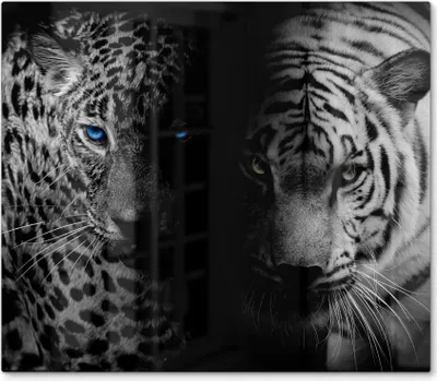 Produktbild von DEQORI Herdabdeckplatte Glas 1-tlg 'Leopard und Tiger' Herd Abdeckung Küche