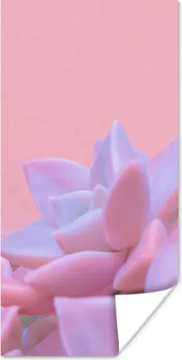 Produktbild von MuchoWow® Poster Sukkulente - Sommer - Rosa - Pflanzen 20x40 cm - Plakat - Foto
