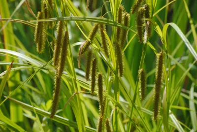 Produktbild von Carex pseudocyperus, Scheinzypergras-Segge, ca. 9x9 cm Topf
