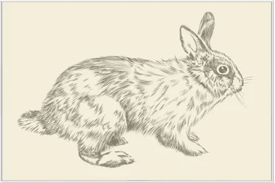 Produktbild von Wallario Wandbild Hase als illustrierte Bleistiftzeichnung, Größe: 61 x 91,50 cm, Poster mit weißem Aluminiumrahmen