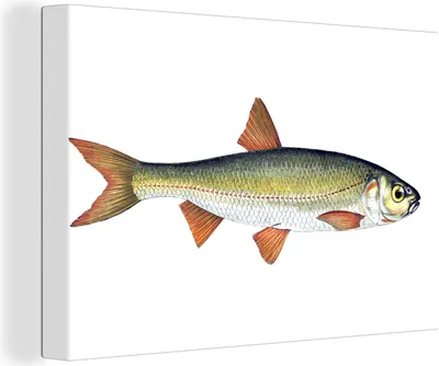 Obrázok produktu pre OneMillionCanvasses® - Plátno - 140x90 cm, Realizmus - Ryby - Kapor, Nástenné umenie Tlač Dekorácie na stenu