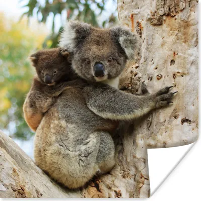 Produktbild von MuchoWow® Poster Koalas - Kind - Baum - Jungen - Mädchen 100x100 cm - Babyzimmer