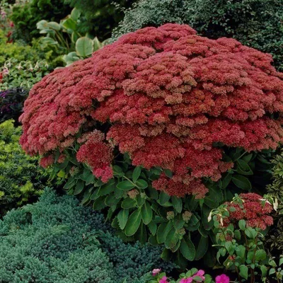 Produktbild von 6 Pflanzen Hohe Fetthenne ‘Herbstfreude’, Sedum, winterhart