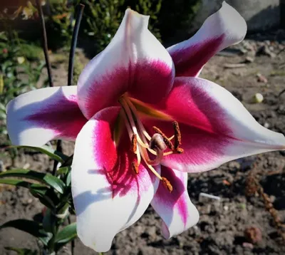 Produktbild von 5 Zwiebeln Baumlilien Lilien Riesenlilie "Friso" bis 150cm
