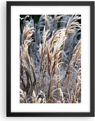 Produktbild von Gerahmtes Poster - Schwarzer Rahmen - Stock Ähren Boho - 30x40 cm - Wand Bild - Wanddeko - Wandbilder - Kunstposter - Wandposter - Bilderrahmen - Bilder - Kunstdruck - Wanddekoration - P2BPA30x40-4523