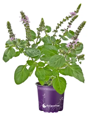 Produktbild von Strauchbasilikum "Magic white " Ocimum x hybrida