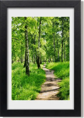 Produktbild von Bild 20x30 MDF-Rahmen, Wandkunst Birkenwald