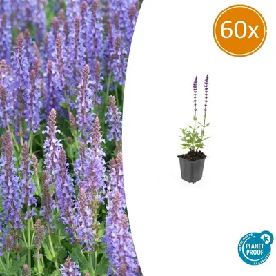 Produktbild von Waldsalbei – Salvia nemorosa 'Caradonna' – 9-cm-Topf – Set mit 60 Pflanzen
