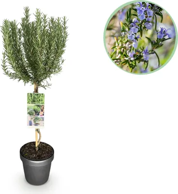 Produktbild von Rosmarin Rosmarinus officinalis 19cm Höhe 90cm Immergrün und winterhart Lila