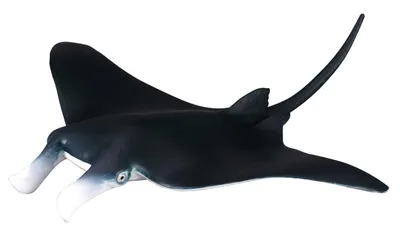 Produktbild von Collecta Zeedieren (M): MANTA ROG 15x14.5x2.2cm