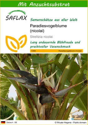 Produktbild von SAFLAX - Paradiesvogelblume (nicolai) - 5 Samen - Mit keimfreiem Anzuchtsubstrat - Strelitzia nicolai