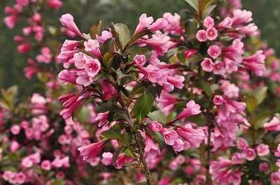 Obrázok produktu pre Weigela flor. 'Foliis Purpureis' ('purpurea') - Weigelie 50- 60 cm - Kontajner