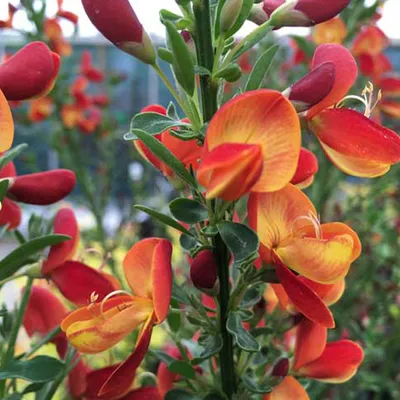 Immagine prodotto di 2 piante di Ginestra 'Goldfinch' (Cytisus), alte 40-60 cm, coltivate in vaso