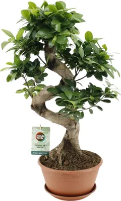 Image de Ficus Ginseng – Figuier chinois – Plante d'intérieur – Ø 22 cm – ↕ 60 cm – Bonsaï facile d'entretien – Ficus avec un tronc racinaire décoratif – Pour le salon et le bureau