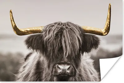 Produktbild von MuchoWow® Poster Schottischer Highlander - Gold - Schwarz - Weiß 120x80 cm - Bilder