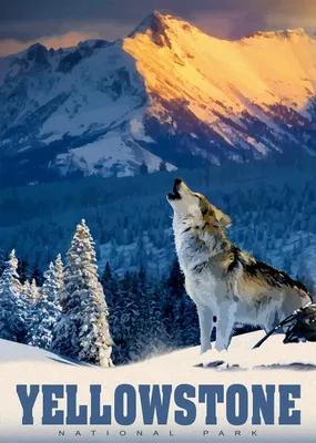 Produktbild von Alipson Puzzle Yellowstone Wolf - 500 Teile Erwachsenenpuzzle