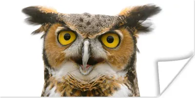 Produktbild von MuchoWow® Poster Eule - Vogel - Porträt 120x60 cm - Bild