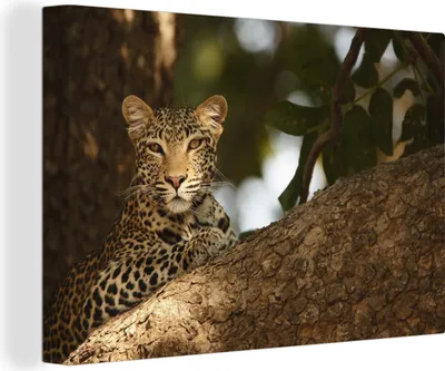 Obrázok produktu pre OneMillionCanvasses® - Obrazy na plátne - 140x90 cm, Leopard na strome v Zambii, Nástenná umelecká tlač Nástenná dekorácia - Fotografia na plátne - Maľba na drevenom ráme