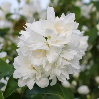 Obrázek produktu pro Zimní jasmín Philadelphus Snowbelle - vonavé bílé kvety - nenárocná péce