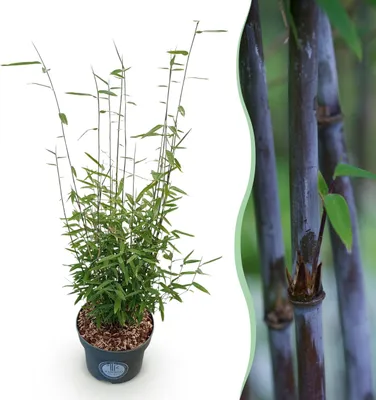 Immagine prodotto di Erbe - Fargesia nitida Black Dragon - Non invasivo Bambù - Sempreverde - 70-80cm - Ø23cm - Pianta da giardino