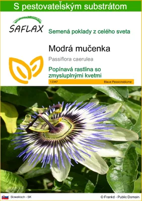 Obrázok produktu pre SAFLAX - Modrá mučenka - Passiflora caerulea - 25 Semená - S pestovateľským substrátom bez klíčkov