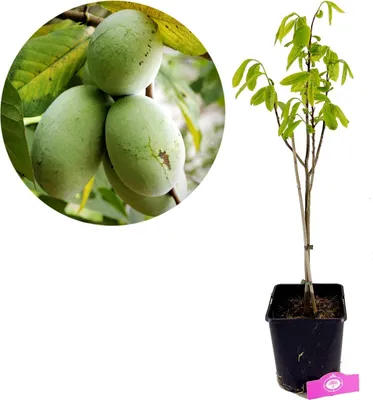 Obrázok produktu pre Asimina Triloba, Indický banán, Pawpaw, 5-litrový hrniec