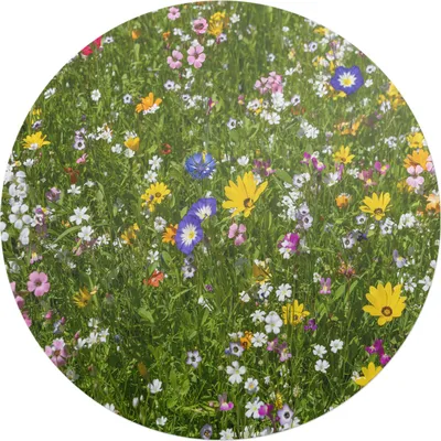 Produktbild von Blumenwiese – Bodenschutzmatte – Stuhlunterlage – Bürostuhlmatte – Rutschfeste Bodenmatte – Schutzmatte für Hartboden – fi 100 cm