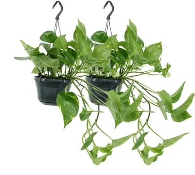 Image de Epipremnum Aureum - Scindapsus - 25cm - Ø15cm - Plante d'intérieur - Vert persistant
