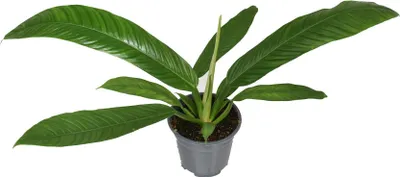 Zdjęcie produktu dla Filodendron Campii - roslina doniczkowa, srednica 14cm, wysokosc 40cm