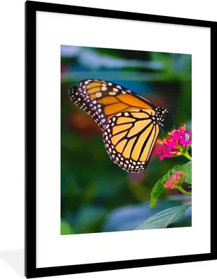 Produktbild von MuchoWow® Gerahmtes Poster Schmetterlinge - Blume - Natur 60x80 cm - Poster mit Schwarzem Bilderrahmen Wandposter Rahmen Foto Bilder - Wohnzimmer - Dekorationen - Prämie