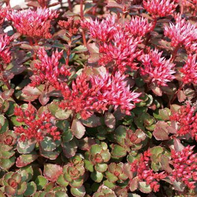 Obrázok produktu pre 6 x kobercový rozchodník  - Sedum spurium 'Fuldaglut'  | Kvetináč 9 cm x 9 cm