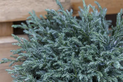 Produktbild von Chamaecyparis pisifera 'Blue Moon', Scheinzypresse, blau, 20–25 cm