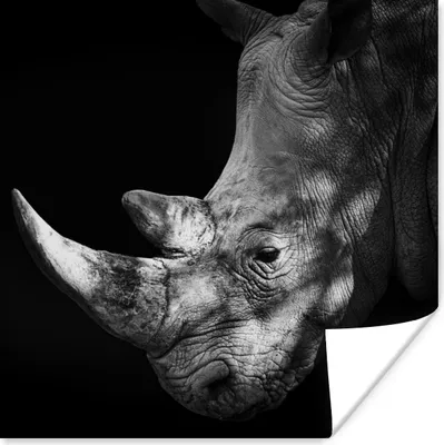 Produktbild von MuchoWow® Poster Rhinozeros - Tier - Licht 75x75 cm - Wand Dekoration
