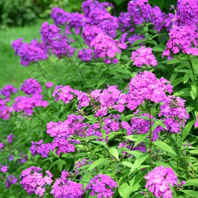 Zdjęcie produktu dla Bloomique - Zestaw 3 szt. - Floks wiechowaty Laura - Floks - Rośliny ogrodowe - Odporne na zimę - Wysokość 10-20 cm - Doniczka 9x9 cm