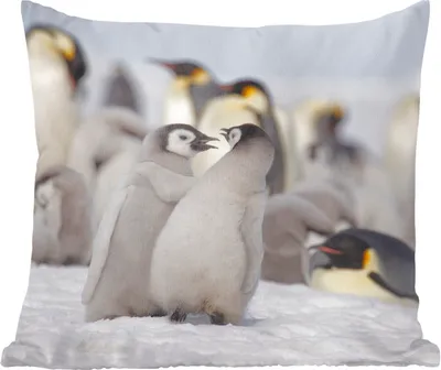 Produktbild von MuchoWow® Zierkissen Sofakissen Wohnzimmer Dekokissen 50x50 cm Pinguine - Schnee - Tiere - Komfort - Sofakissen