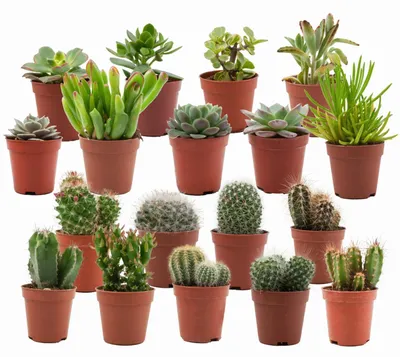 Produktbild von Zynesflora Mix mit Mini Kakteen / Sukkulenten im 5.5 cm Pflanzentopf - 18 Stück - Höhe: 5-10 cm - Zimmerpflanzen Klein Kaktus Fettpflanze Succulent Cactus Pflegeleicht