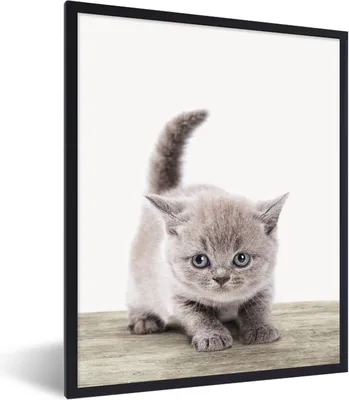 Produktbild von MuchoWow® Gerahmtes Poster Kätzchen - Katze - Haustiere - Jungen - Kinder - Mädchen 60x80 cm - Poster mit Schwarzem Bilderrahmen Wandposter Rahmen Foto Bilder - Premium - Wanddeko Wohnzimmer