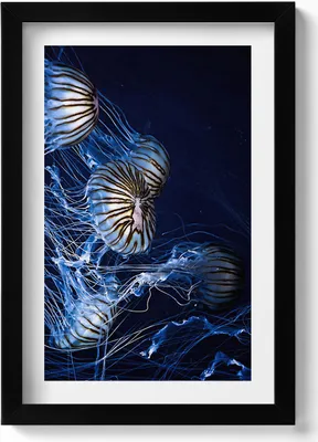 Produktbild von Blaue Quallen im Wasser– Wandbild mit Rahmen – Gerahmtes Bild  – Wanddekoration – 20x30 cm – Schwarz