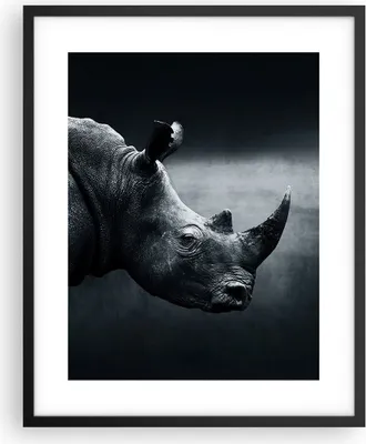 Produktbild von Gerahmtes Poster - Schwarzer Rahmen - Nashorn Schwarzweiß Porträt - 40x50 cm - Wand Bild - Wanddeko - Wandbilder - Wandposter - Bilderrahmen - Bilder - Kunstdruck - Wandbild - P2BPA40x50-4347