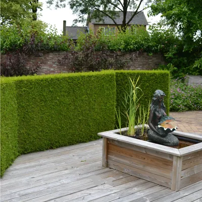 Produktbild von Lebensbaum Thuja Brabant 60-80 cm, 12x Heckenpflanze