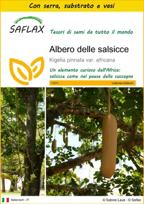 Immagine prodotto di SAFLAX Insieme di coltivazione - Albero delle salsicce - 10 semi - Kigelia