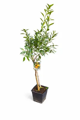 Produktbild von Späte Ciaculli-Mandarinen (Citrus reticulata) 120-150 cm – Süße Siziliens für Ihren Garten – Perfekt für Frischobst und Zierpflanzen