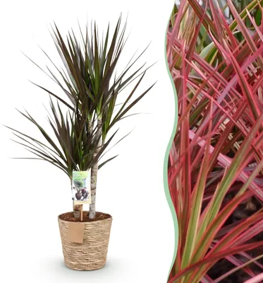 Productafbeelding van Dracaena Magenta - Drakenbloedboom - Weinig onderhoud - met mand - Groen - 70-80cm - Ø17cm - Kamerplant - Groenblijvend