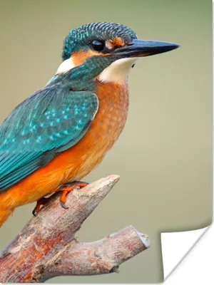 Produktbild von MuchoWow® Poster Vogel - Eisvogel - Zweig 120x160 cm - Wandbilder