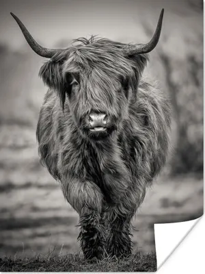 Produktbild von MuchoWow® Poster Schottischer Highlander - Schwarz und Weiß 90x120 cm - Wohnzimmer