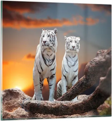 Produktbild von Bilder auf glas - Tiger weiß Rock Sonnenuntergang - 60x60cm - Glasbilder - Wandbilder - Kunstdruck - zum Aufhängen bereit - Wanddekoration aus Glas - Glas Bilder - Wandbild auf Glas - GAC60x60-2901