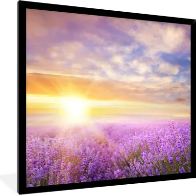 Produktbild von MuchoWow® Gerahmtes Poster Lavendel - Sonne - Himmel - Natur 40x40 cm - Poster mit Schwarzem Bilderrahmen Wandposter Rahmen Foto Bilder - Mit Rahmen - Wanddekoration Schlafzimmer
